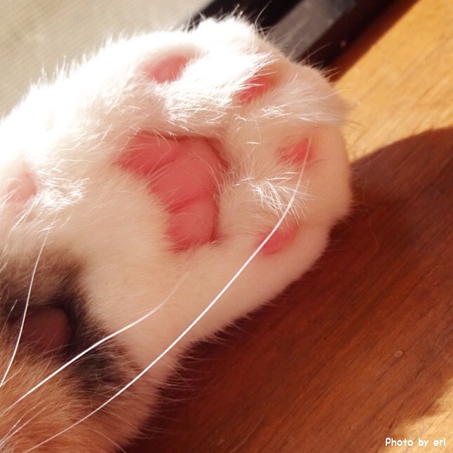 被这只拥有一双粉嫩小萌jio而爆红网络的小折耳猫咪爪爪图萌化了