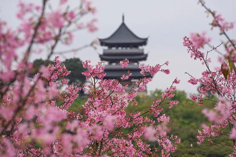 快来一起开启浪漫赏花之旅|樱花园|青秀山风景区|青秀山_新浪新闻