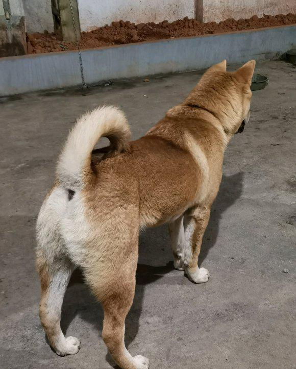 土狗白天盯着大门看,晚上似乎有行动,被主人给抓了个正着