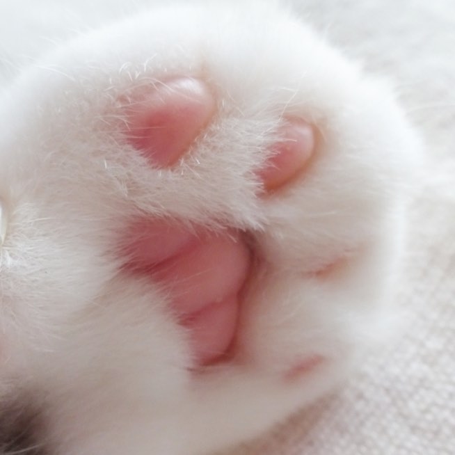 被这只拥有一双粉嫩小萌jio而爆红网络的小折耳猫咪爪爪图萌化了