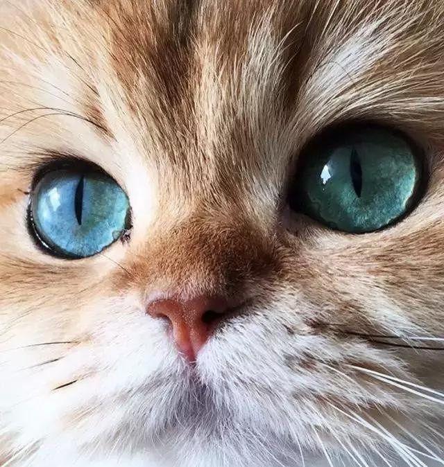 猫咪的眼睛,仿佛透着望不到底的深邃与神秘|猫咪|眼神|蓝绿色_新浪