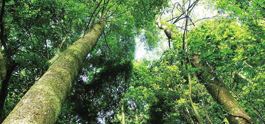 作为黄山的"木"之一,迎客松的树龄至少已有800年的历史,迎客松是