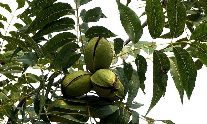 薄壳山核桃早果丰产栽培是怎么样的?