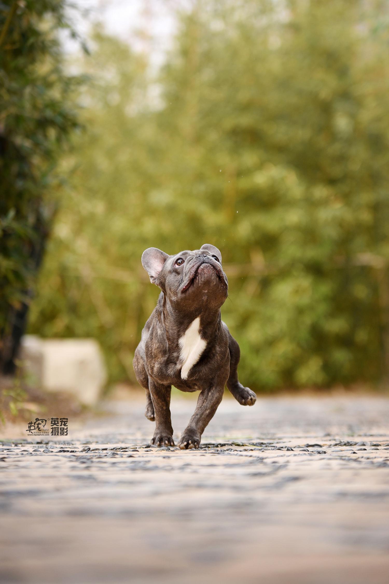法斗笑起来真的是,开心到怀疑人生啊.最近刚拍的工作室内外景