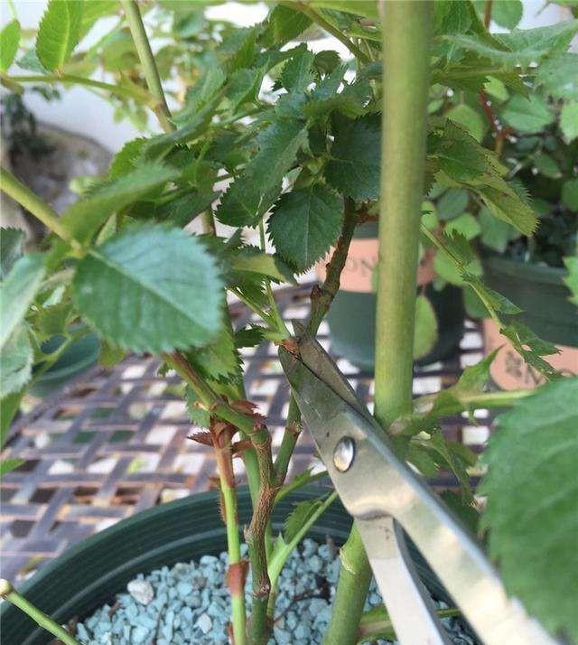 不同生长期的月季怎样修剪