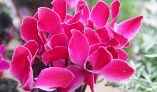 6种生肖 6种幸运花 子鼠的幸运花是百合花 你的是什么呢 6种生肖 6种幸运花 子鼠的幸运花是百合花 你的是什么呢