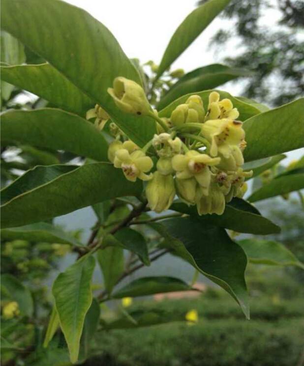 沉香花高清图粤丰沉香基地的沉香开花啦