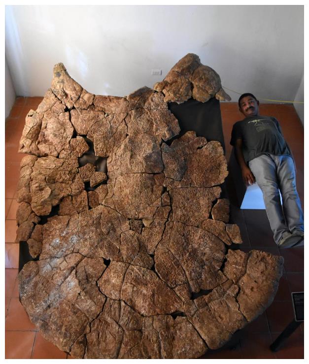 古生物学家深入解析已灭绝巨型乌龟的化石 龟壳长达3米