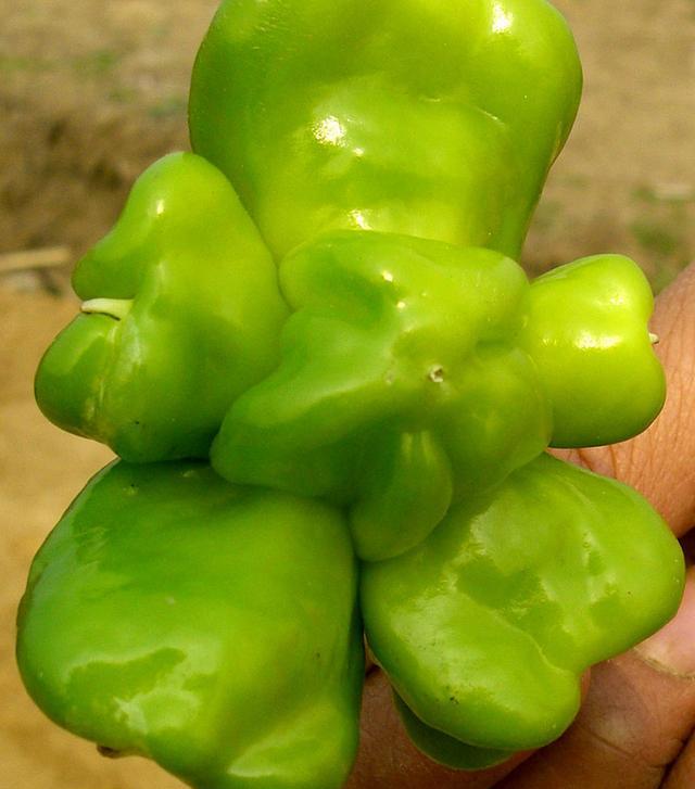 千奇百怪的观赏辣椒您见过多少看后会让你大饱眼福想种想吃