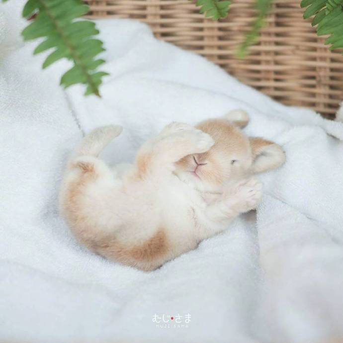 小兔几,兔生的最大兴趣爱好就是睡觉觉|小兔|兴趣_新浪新闻