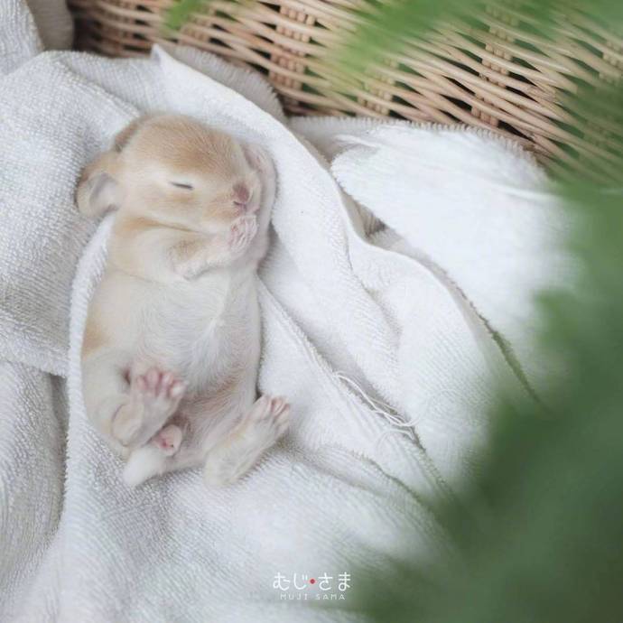 小兔几,兔生的最大兴趣爱好就是睡觉觉|小兔|兴趣_新浪新闻