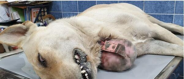 流浪犬的颈部处长了一颗巨大肿瘤,最后切下来的重量太吓人了!