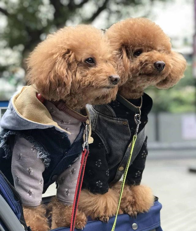 两只泰迪兄弟陪伴了网友多年,希望以后它们也能够像现在一样