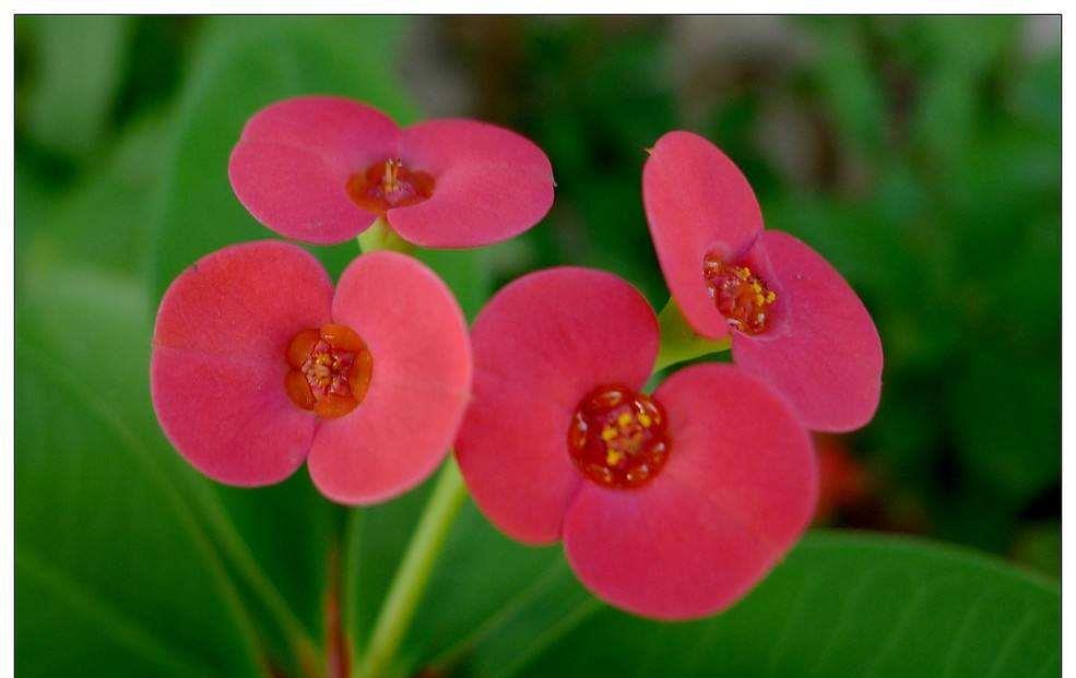 花姿独特优雅,具有极高的观赏性,非常适合盆栽观赏,花期为250天-365天