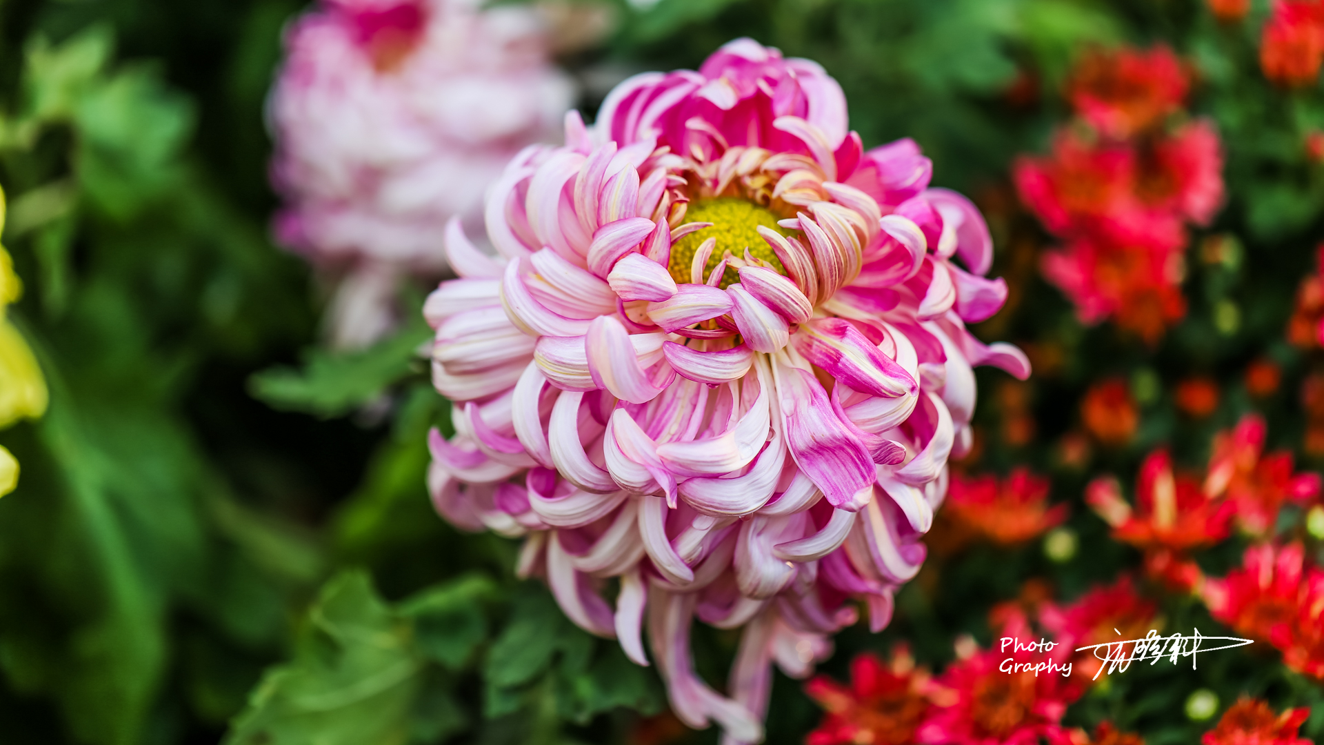 莆田每年秋季最美的菊花展绚丽多彩的菊花是入冬前最后一波花潮