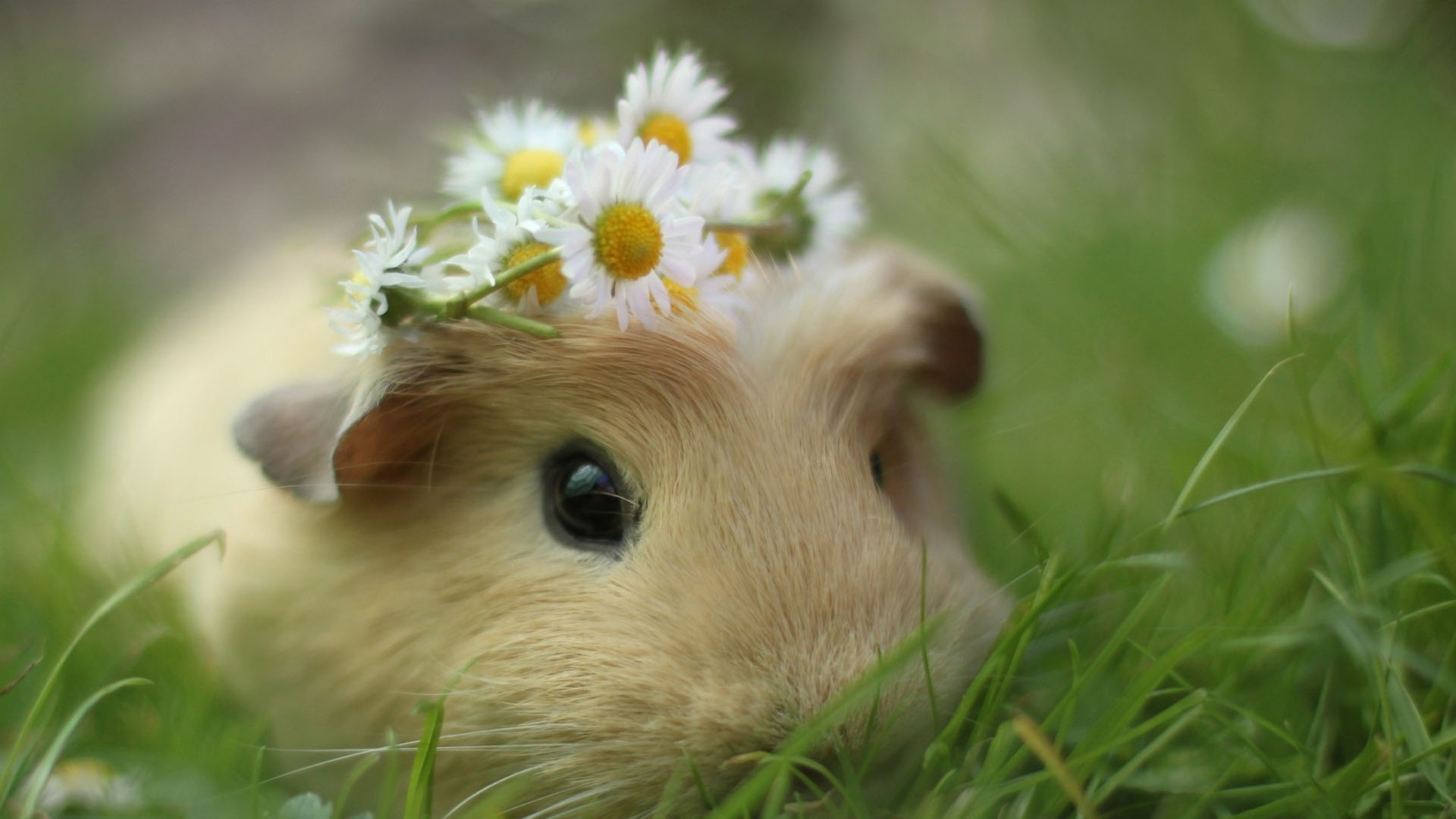 最可爱的一种"猪"——荷兰猪|荷兰猪|豚鼠|鼠类_新浪新闻