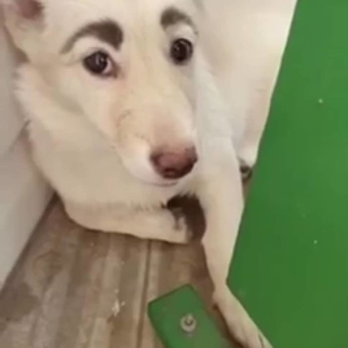 狗狗天生长着一对柳叶眉 外貌特别的清秀 就像人画上去的一样 狗狗天生长着一对柳叶眉 外貌特别的清秀 就像人画上去的一样