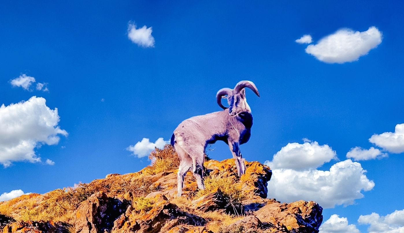 岩羊又叫崖羊,石羊,青羊等,形态介于绵羊与山羊之间,外貌也确实兼有这