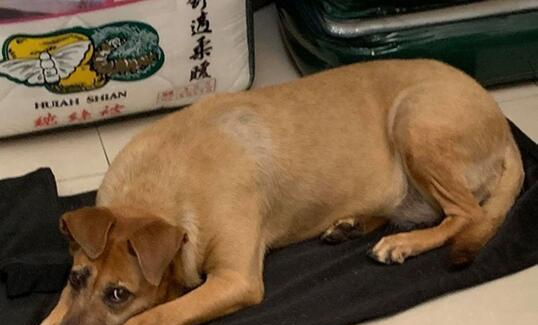 超萌折耳狗出现吸引路人目光,这造型神似古代的店小二!