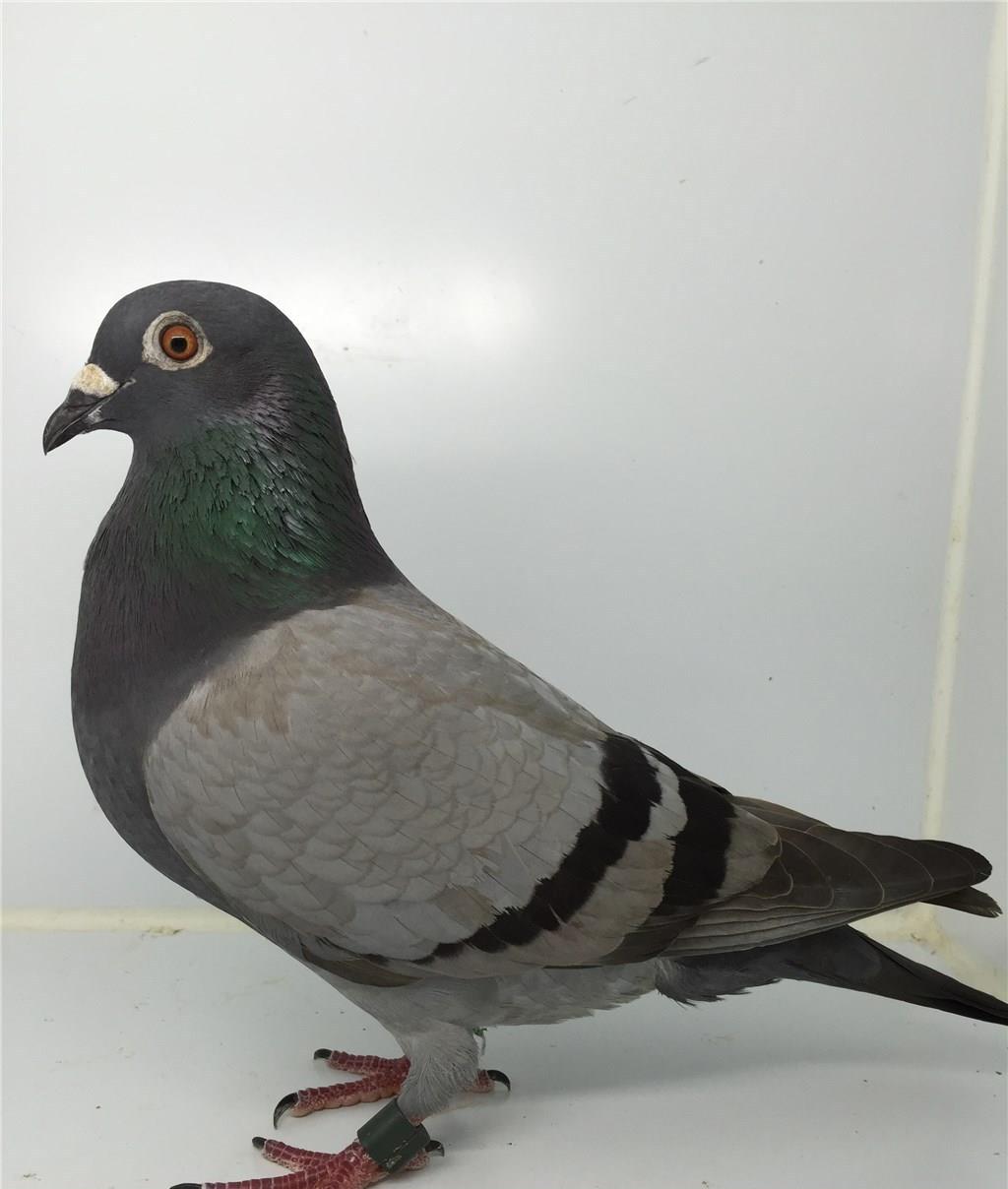 玩好赛鸽地方赛事的关键是什么