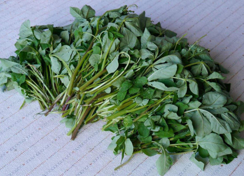 一种含有"毒性"的野菜!口感苦涩辛辣,广东人却吃的津津有味!