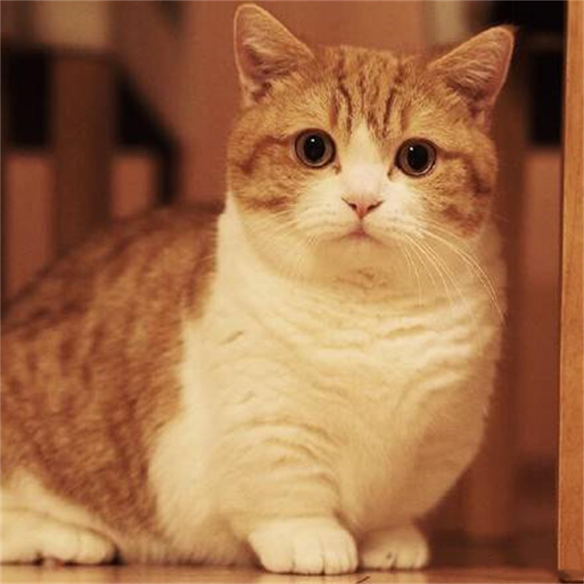 短腿橘猫这么可爱，大家见过吗？