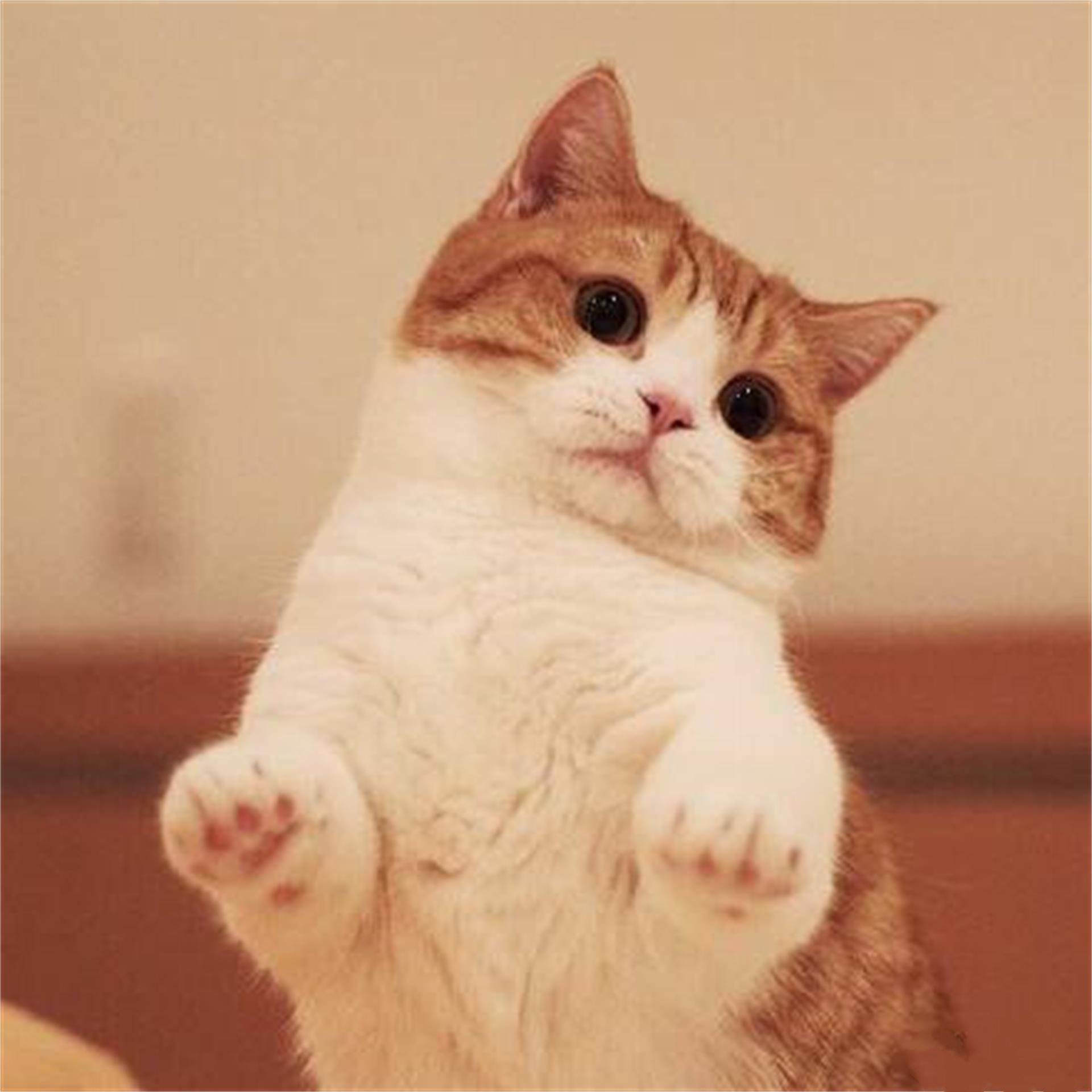 短腿橘猫这么可爱，大家见过吗？