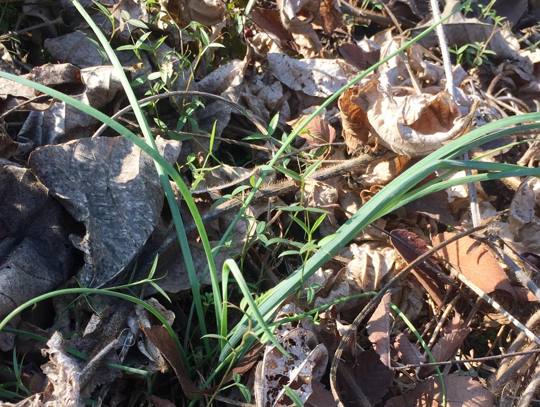 这种野菜很多人都熟悉,用它炒饭特别香,做一大盘不够吃