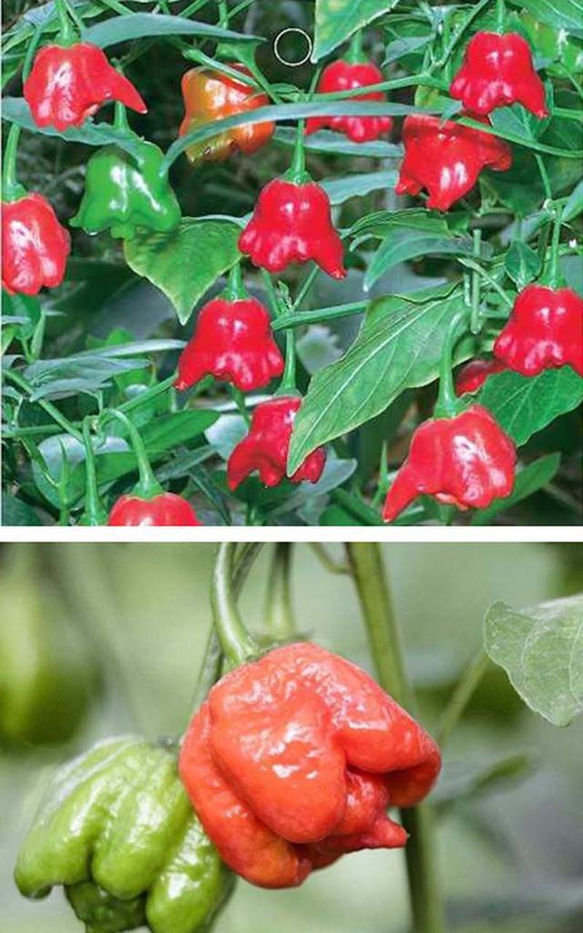 千奇百怪的观赏辣椒您见过多少看后会让你大饱眼福想种想吃