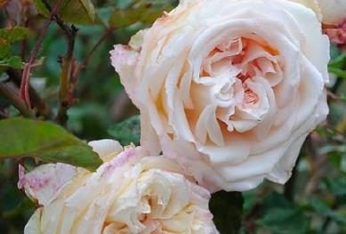 月季|鲁本斯|林肯_新浪新闻