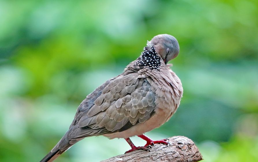 寻常可见的野鸽子珠颈斑鸠通常为一夫一妻制