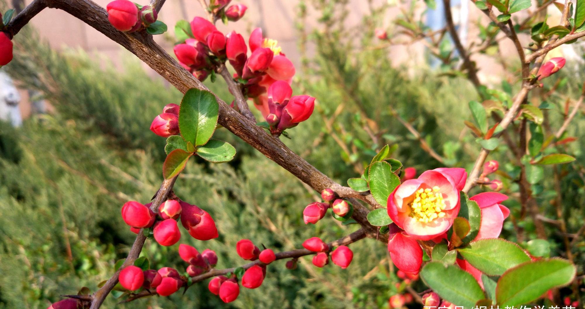 盆栽木本海棠花哪个季节移植成活率最高其中有啥门道
