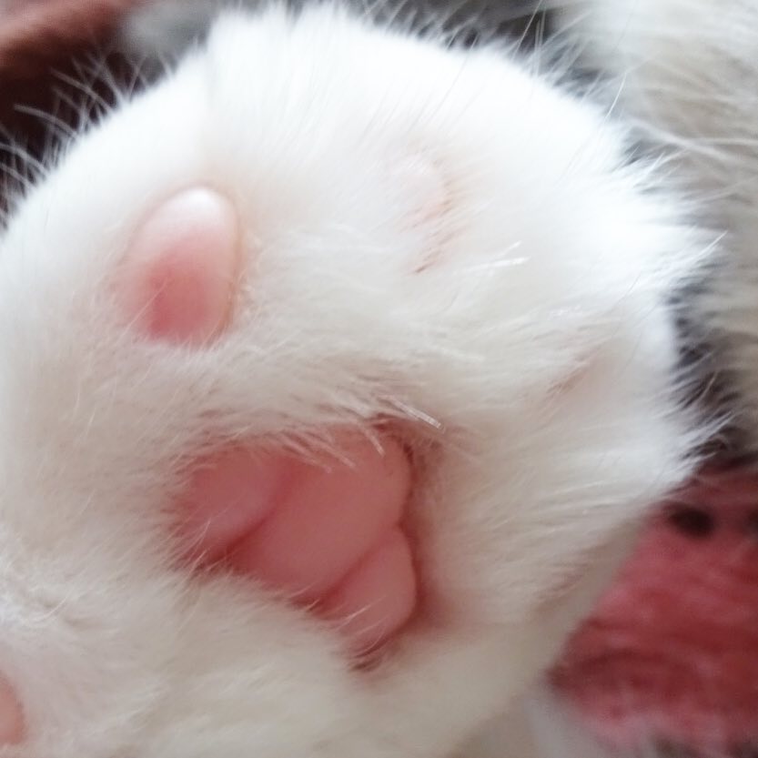 被这只拥有一双粉嫩小萌jio而爆红网络的小折耳猫咪爪爪图萌化了