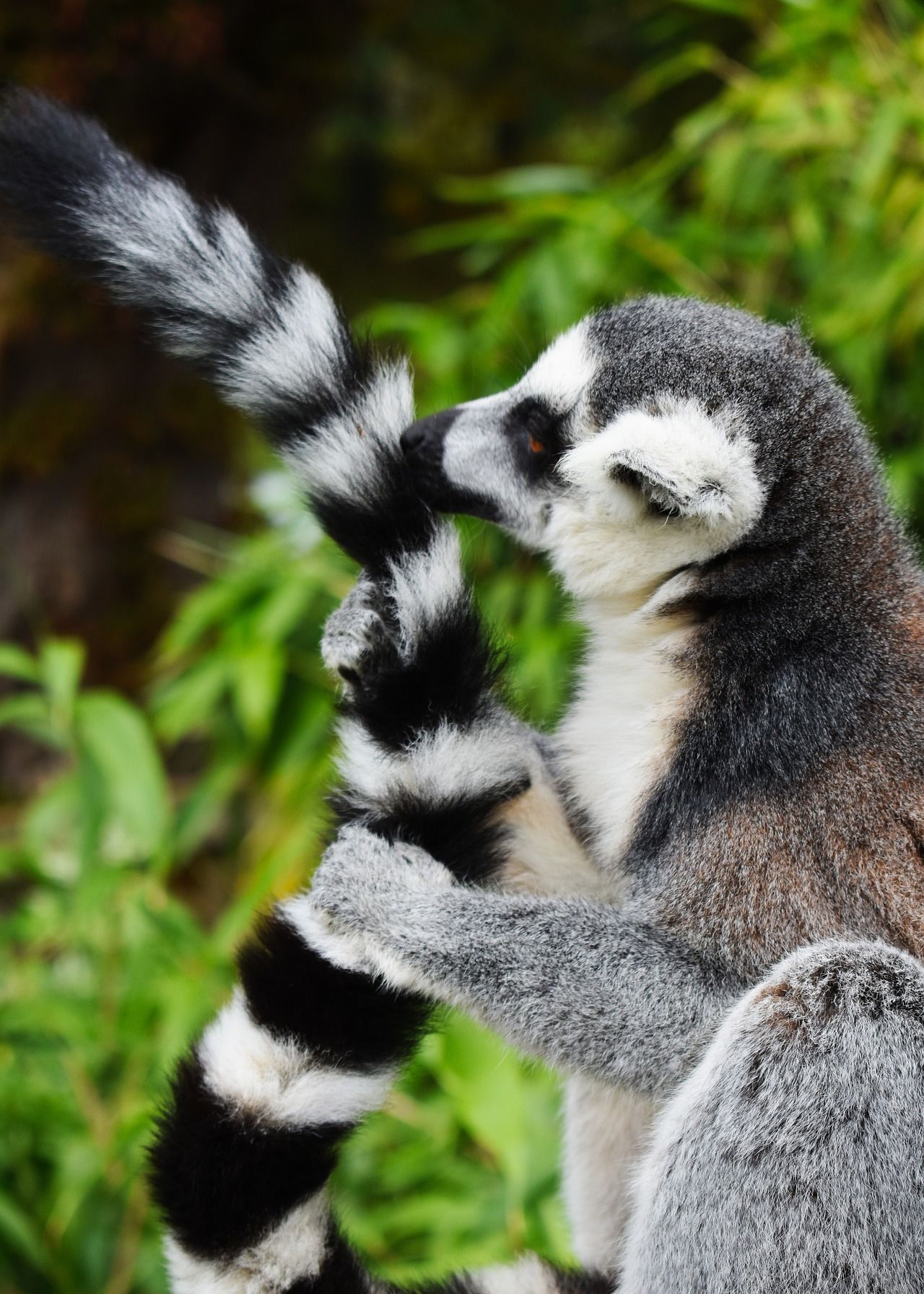 环尾狐猴的长尾:彼此保持联系的信号_高清图集_新浪网