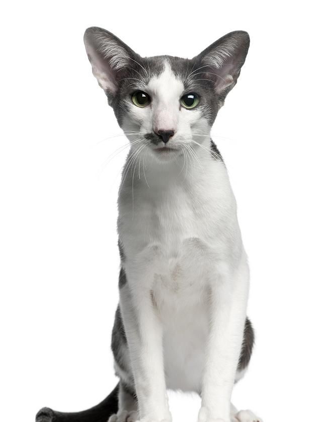 在美国各种毛色的猫均称为东方猫体形外貌东方韵味中型身材