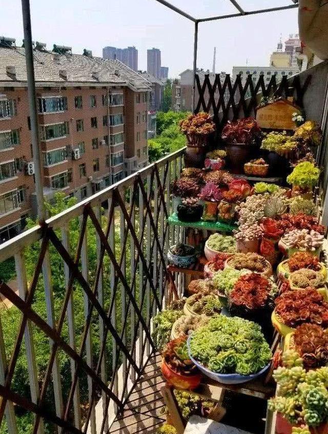 什么是幸福清晨推开窗看看露台上心爱的多肉幸福满满