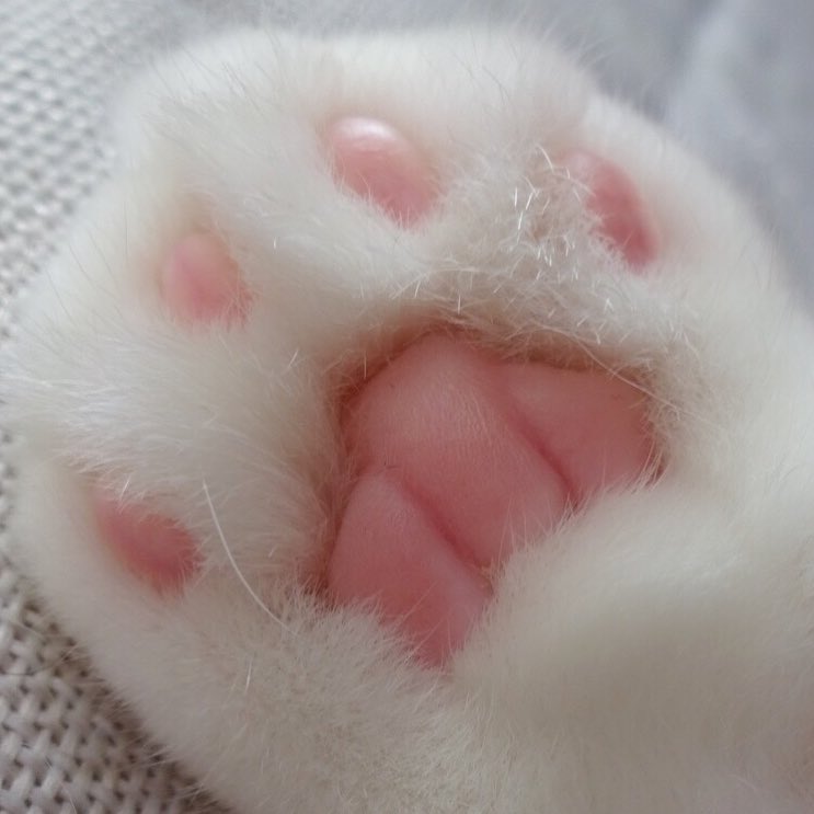 被这只拥有一双粉嫩小萌jio而爆红网络的小折耳猫咪爪爪图萌化了