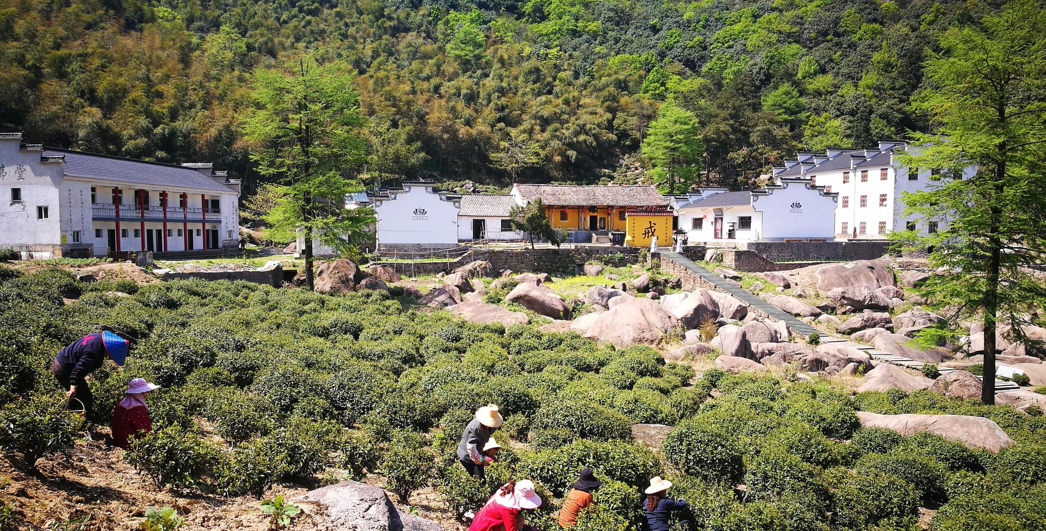 安徽九华山翠峰寺:谷雨前采茶忙|翠峰|古茶园|谷雨_新浪新闻