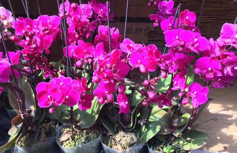 谢花的蝴蝶兰花梗不用剪 只需一招 花梗再次爆芽开花满枝头