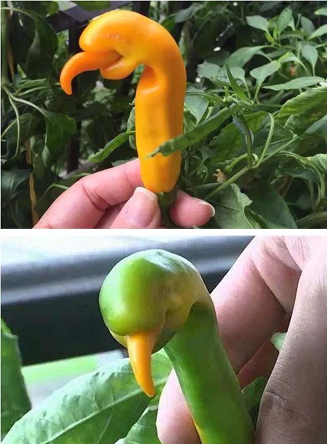 千奇百怪的观赏辣椒您见过多少看后会让你大饱眼福想种想吃