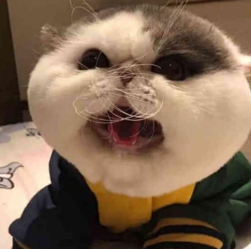 讨厌水的加菲猫被送到店里洗澡,主人接它回家看到胡子笑弯了腰