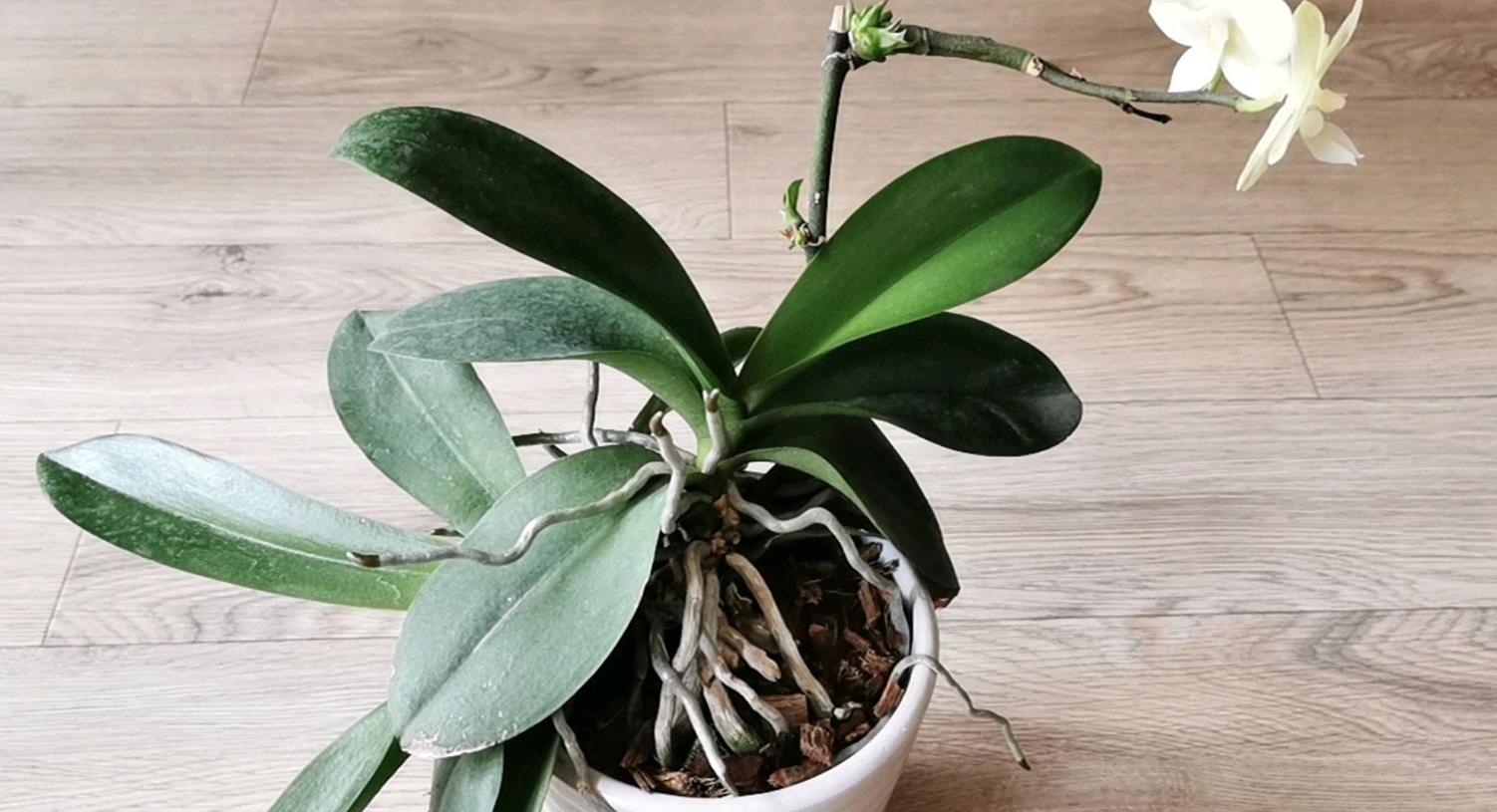 谢花的蝴蝶兰花梗不用剪 只需一招 花梗再次爆芽开花满枝头