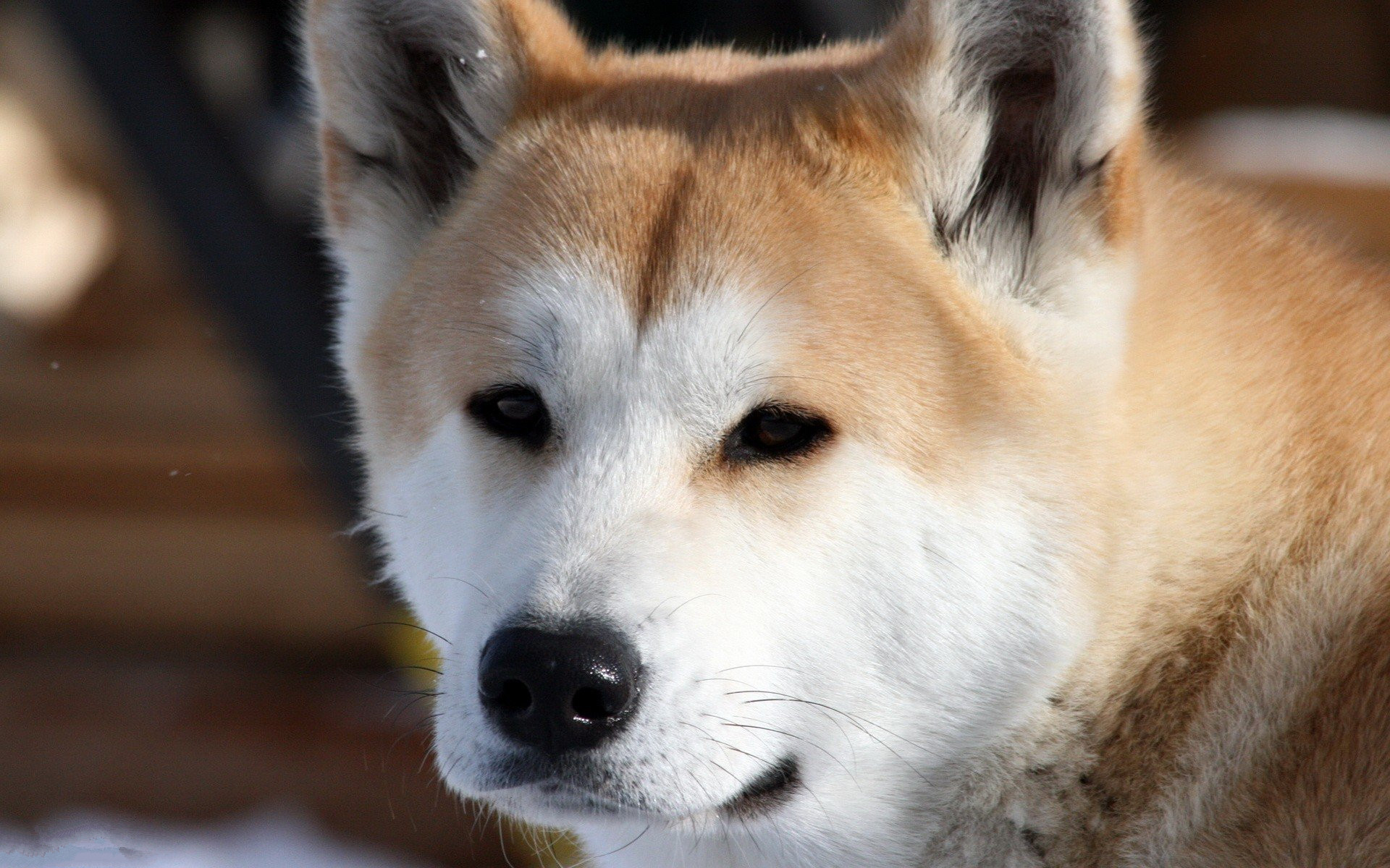寻血猎犬被称为嗅迹猎犬、指示猎犬中最古老品种的代表 - 知乎