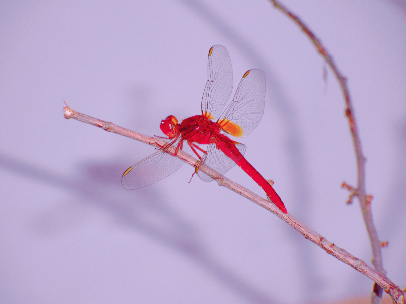 晚霞中的红蜻蜓原创摄影