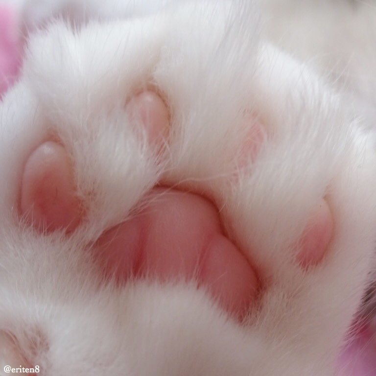 被这只拥有一双粉嫩小萌jio而爆红网络的小折耳猫咪爪爪图萌化了