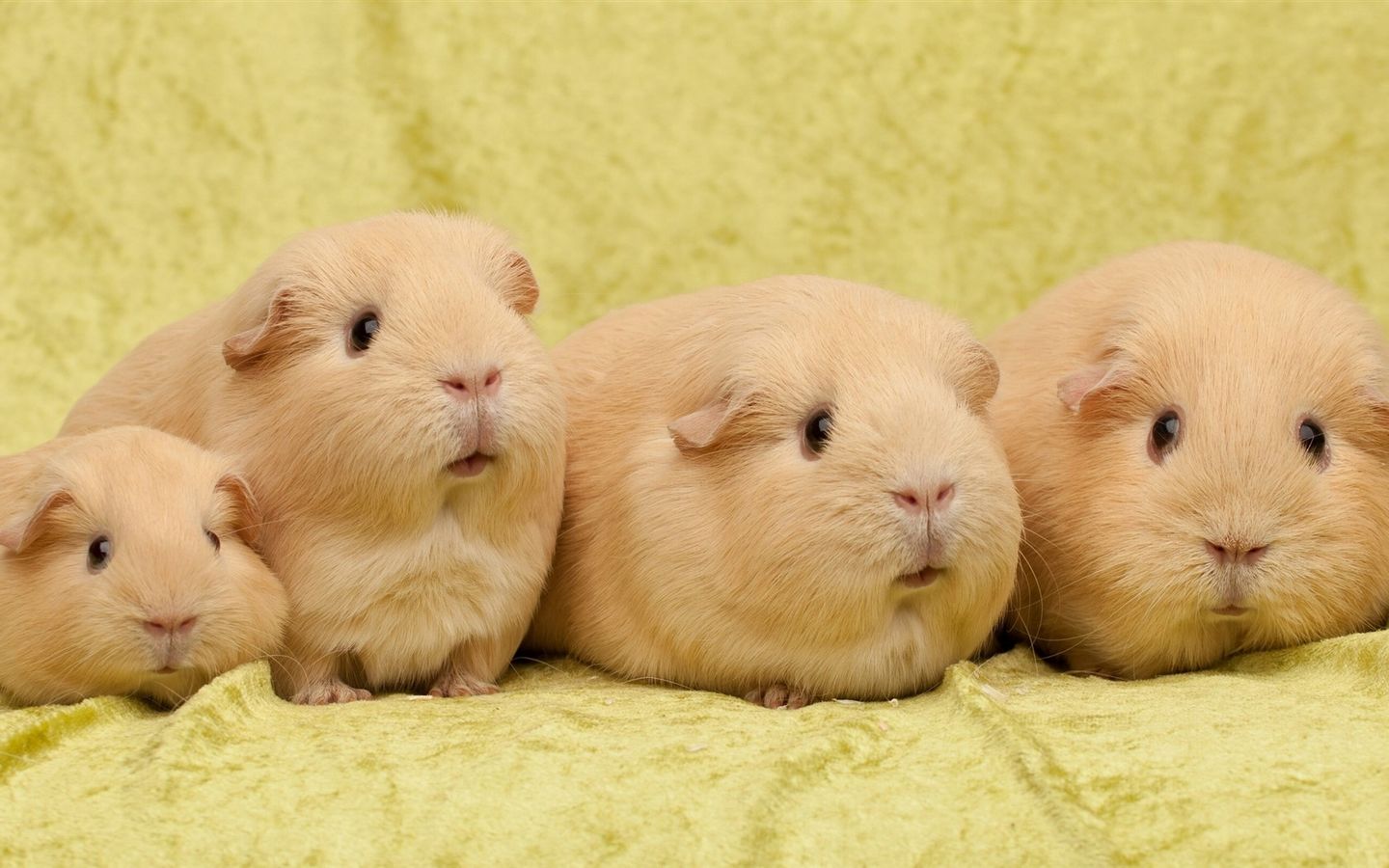 最可爱的一种"猪"——荷兰猪|荷兰猪|豚鼠|鼠类_新浪新闻