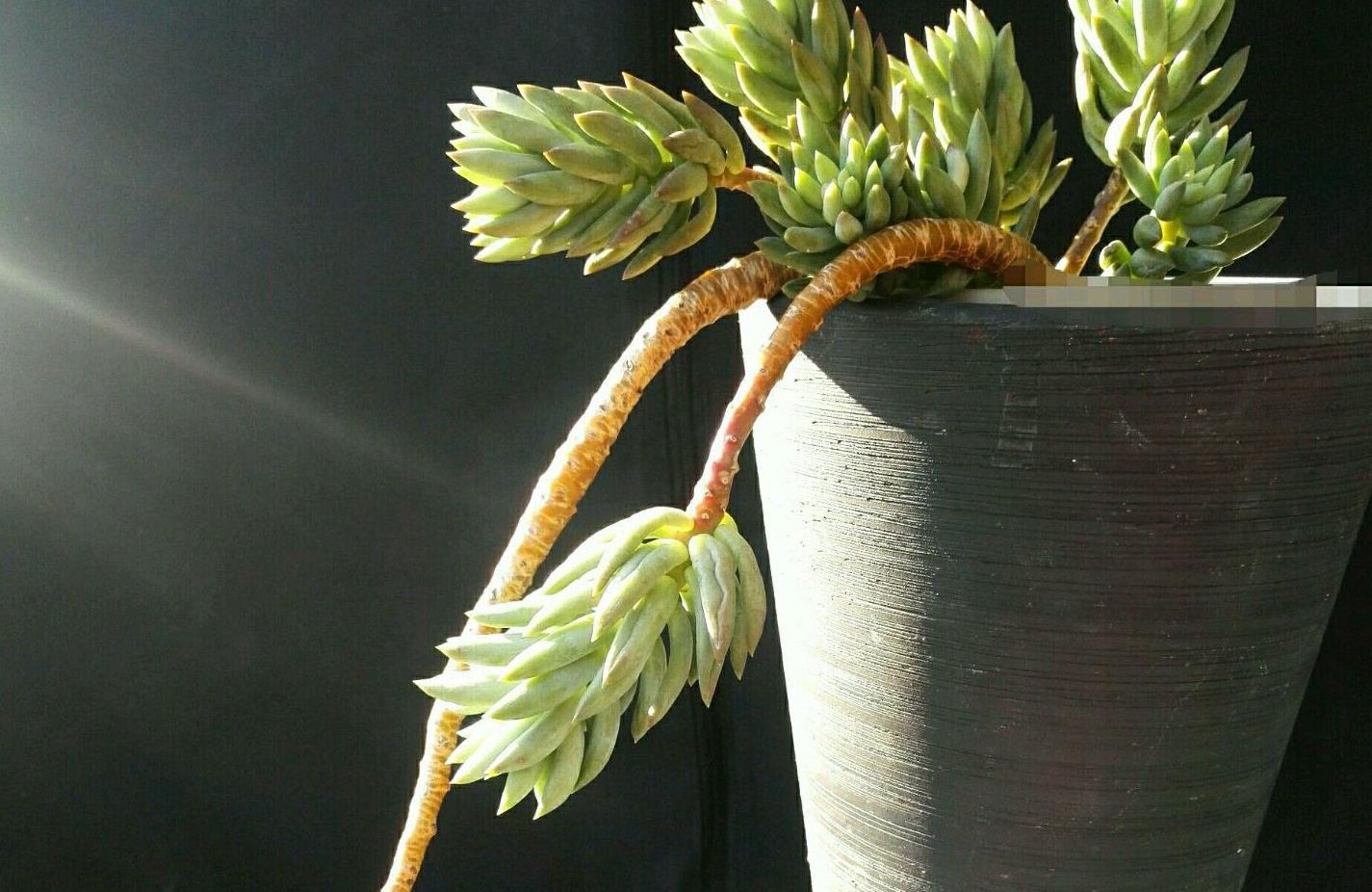 多肉千佛手出状态黄色千佛手又称王玉珠帘菊丸杂种翡翠景天,是景天科