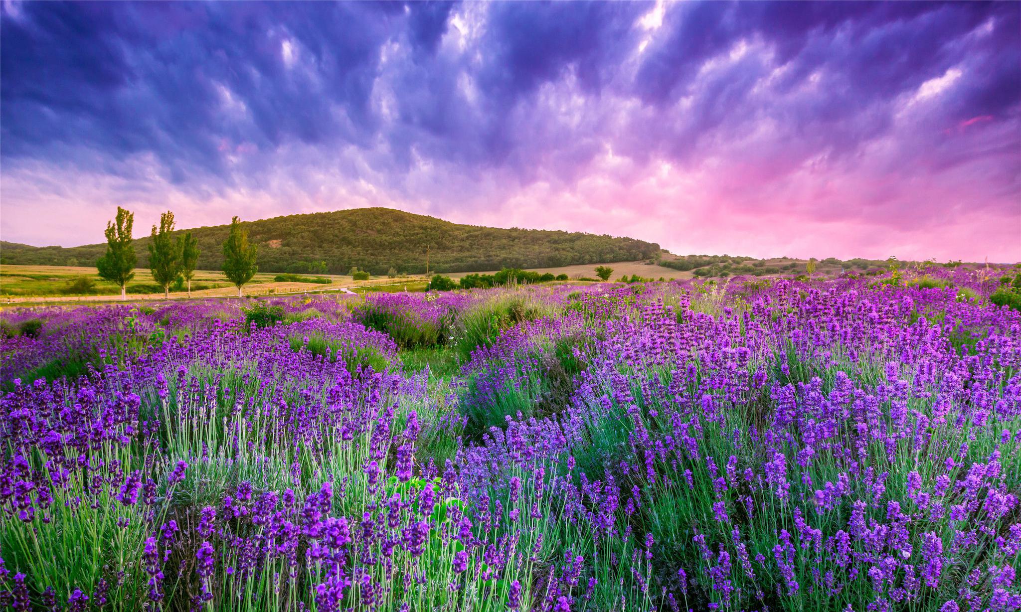 六张适合拍婚纱照的美图,紫色薰衣草,美丽的天空,宛如仙境一般