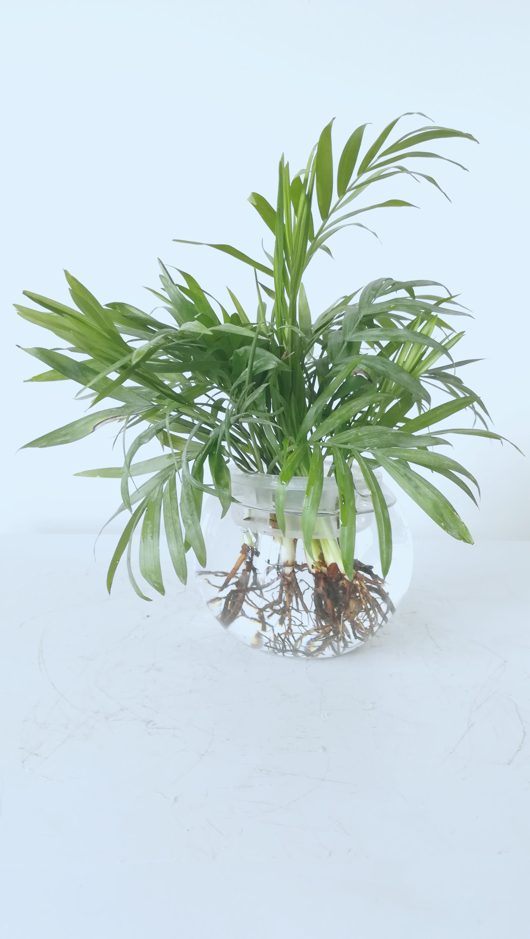 袖珍椰子不土培水培简单仅需3个步骤