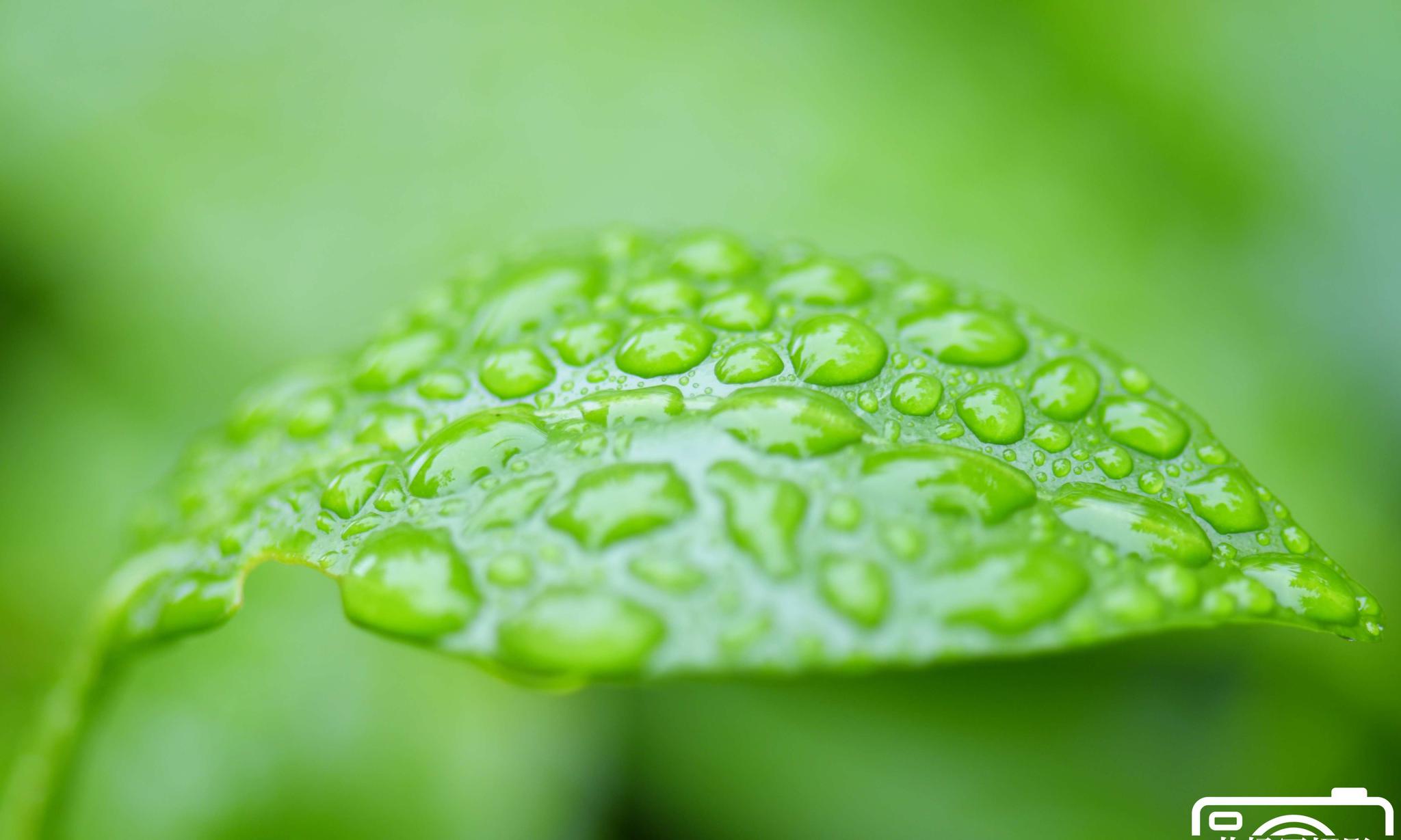 雨珠图片壁纸图片